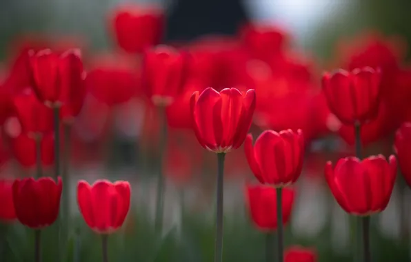 Размытие, весна, тюльпаны, красные, бутоны, клумба, боке