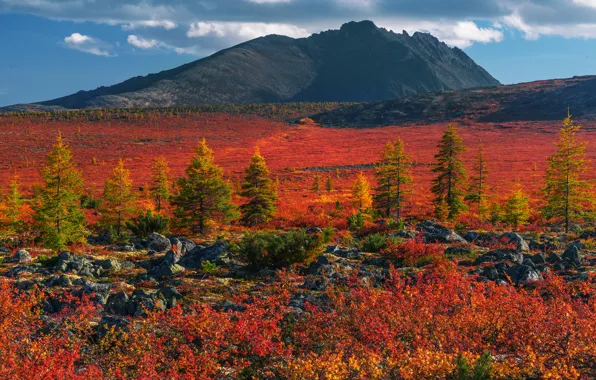 Картинка осень, пейзаж, горы, природа, камни, деревца, Владимир Рябков, Колыма