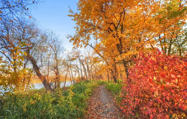 Картинка осень, лес, небо, деревья, река, тропинка