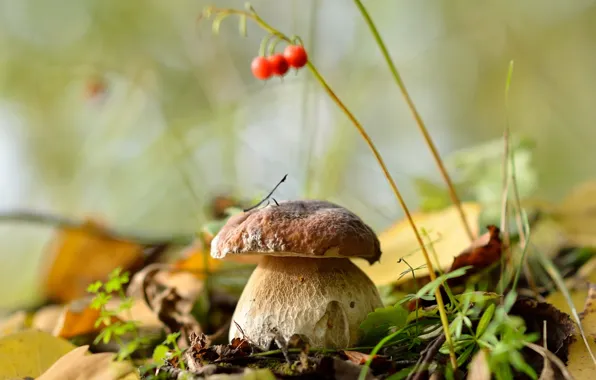 Картинка осень, лес, листья, природа, грибы, белый гриб, сентябрь