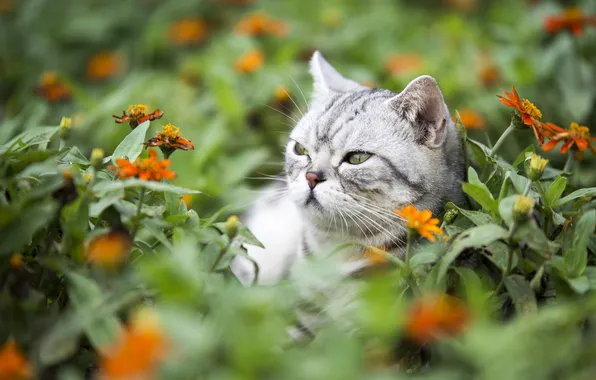 Кошка, кот, взгляд, цветы, поза, серый, портрет, сад
