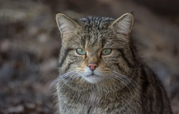 Картинка кот, взгляд, морда