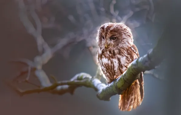 Картинка bird, animal, owl, wildlife