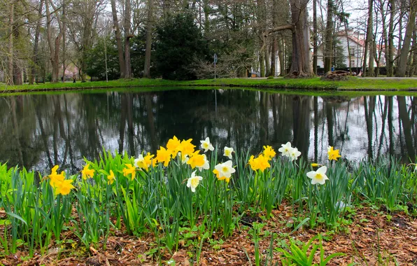 Flower, park, lake, pond, narcissus, daffodil