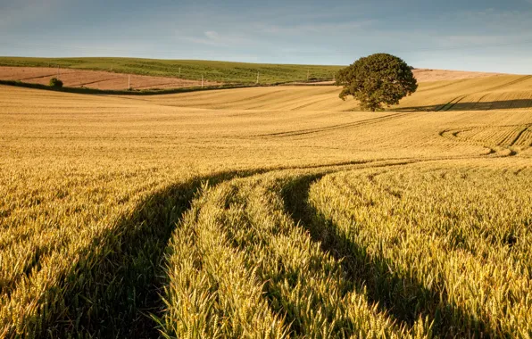 Картинка пшеница, поле, дерево