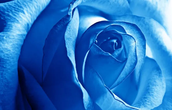Картинка цветы, роза, красота, лепестки, синяя, flower, Rose, blue