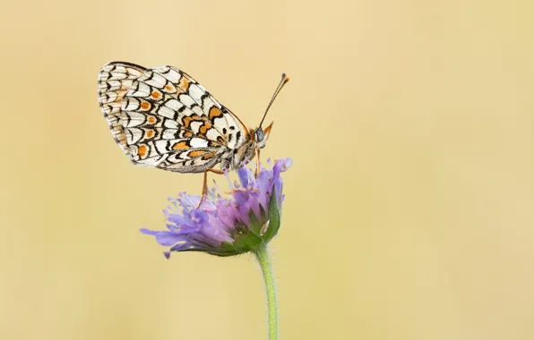Картинка цветы, фон, стебель, бабачки