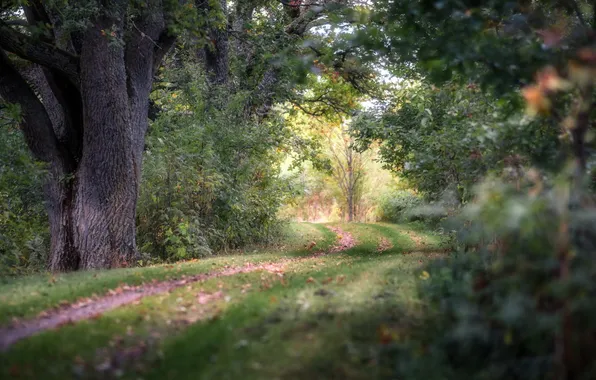 Дорога, лес, природа