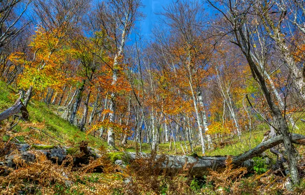 Осень, парк, березы, роща, Хорватия, Plitvice
