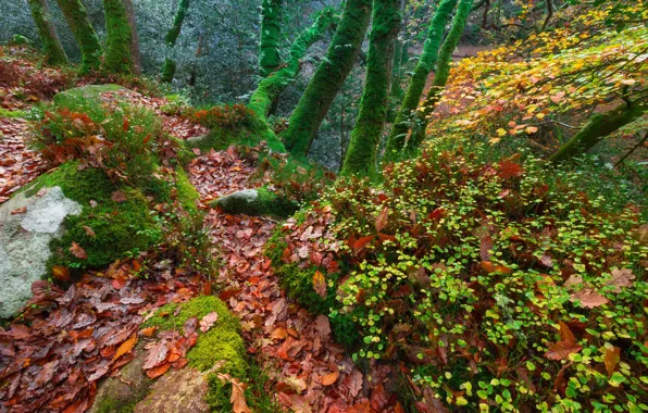 Картинка осень, лес, листья, деревья, Англия, мох