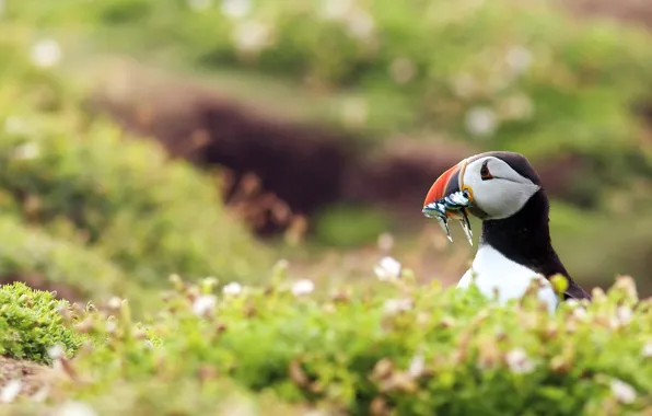 Птица, тупик, puffin