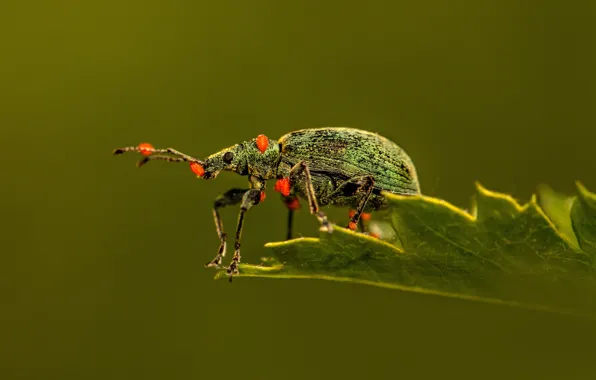 Картинка Жук, насекомое, nature, Beetle, insect, сидит на листке, красота в природе, sitting on a leaf