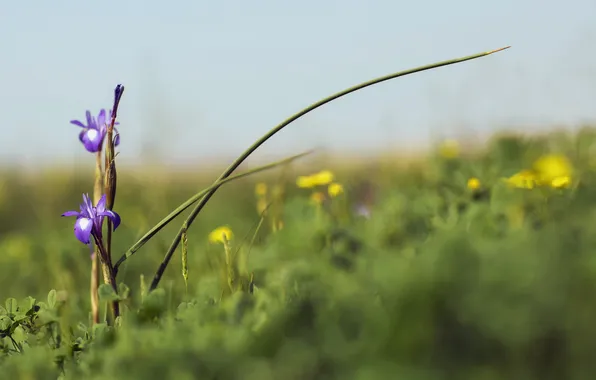 Макро, цветы, природа