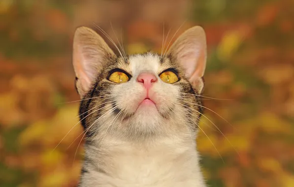 Картинка кошка, глаза, вверх, размытость, смотрит