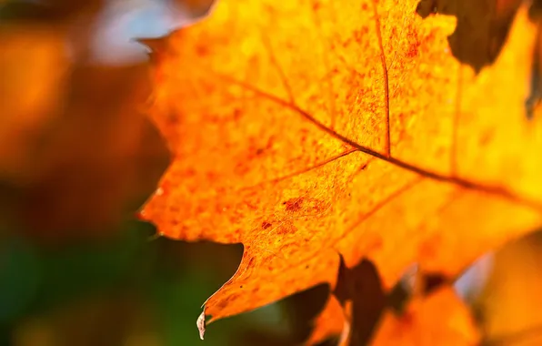 Картинка осень, макро, свет, оранжевый, природа, лист, прожилки