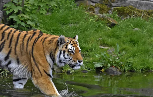Картинка кошка, трава, взгляд, тигр, водоём, амурский