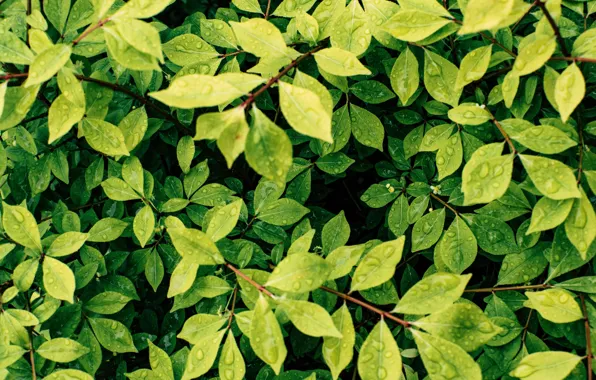 Природа, Листья, Зеленый, Ветки, Nature, Green, Colors, Leaves