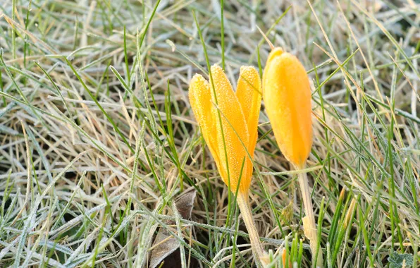 Flower, spring, crocus, yelow