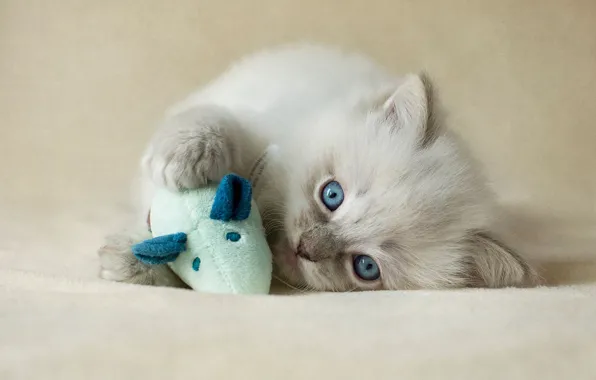 Кошка, котенок, фон, игрушка, игра, пушистый, мышь, мышка