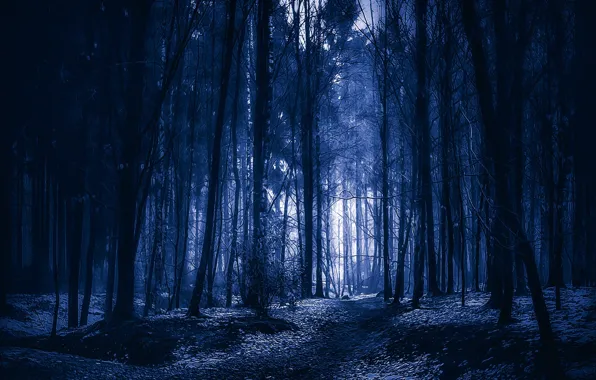 Картинка зима, лес, деревья