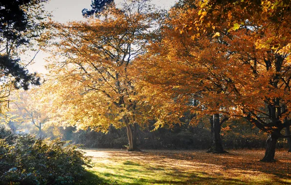 Картинка осень, листья, деревья, парк, желтые