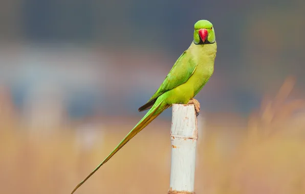 Картинка bird, wildlife, parakeet, rose-ringed