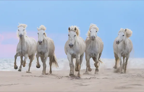 Животные, лошади, пять, horses, five, Animals, скачка, gallop