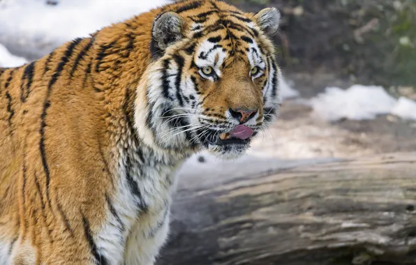 Язык, кошка, взгляд, тигр, амурский тигр, ©Tambako The Jaguar