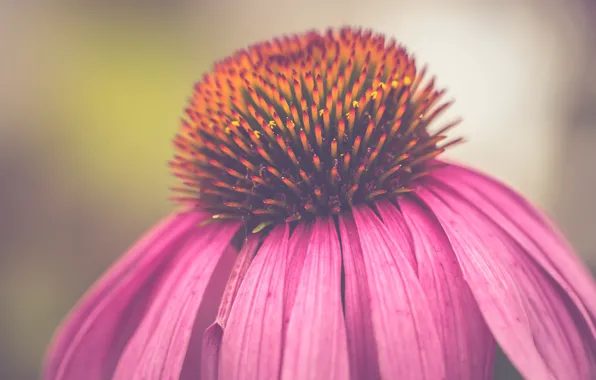 Flower, pink, bokeh, petals, echinacea
