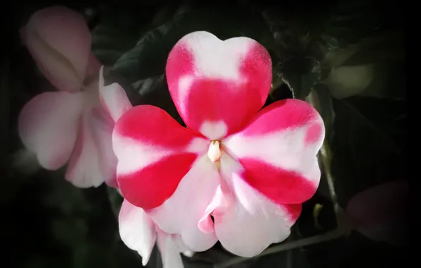 White, flower, nature, pink