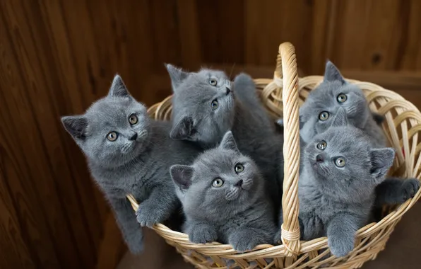 Кошка, взгляд, поза, котенок, котята, мордашка, корзинка