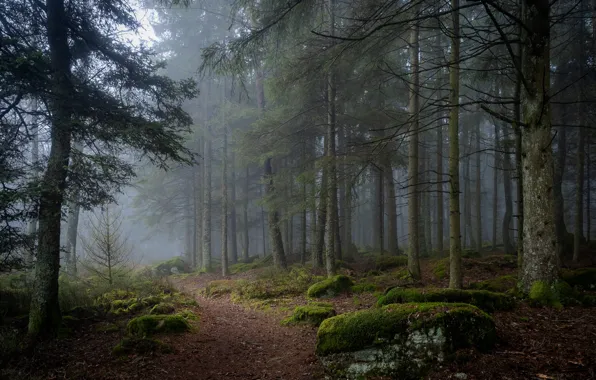 Картинка лес, деревья, природа, туман, камни, мох, тропинка