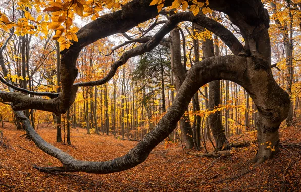 Картинка осень, листья, деревья, природа