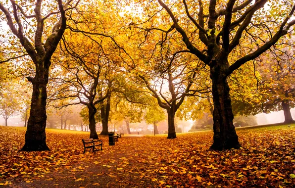 Дорога, осень, листья, деревья, парк, Англия, желтые, Великобритания