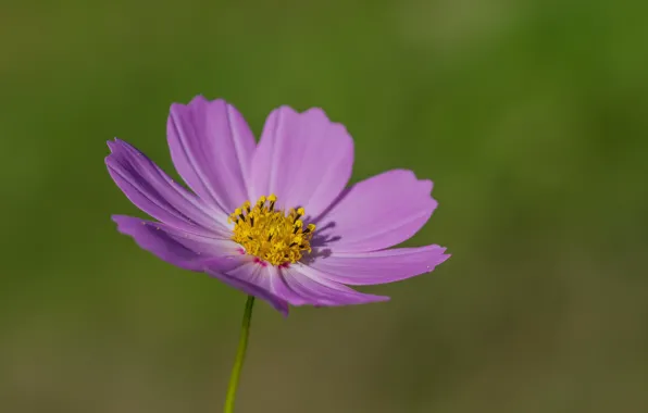 Flowers, autumn, bokeh effect, cosmos flower