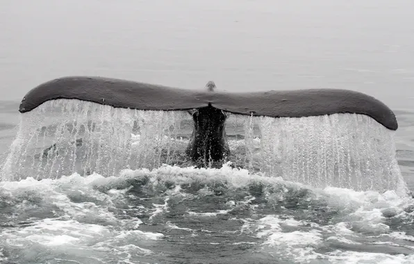 Картинка Alaska, humpback whale, fluking