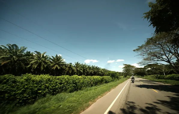 Картинка дорога, небо, деревья, пальмы, шоссе, мотоцикл