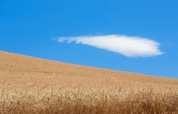 Картинка поле, небо, облака, природа, урожай