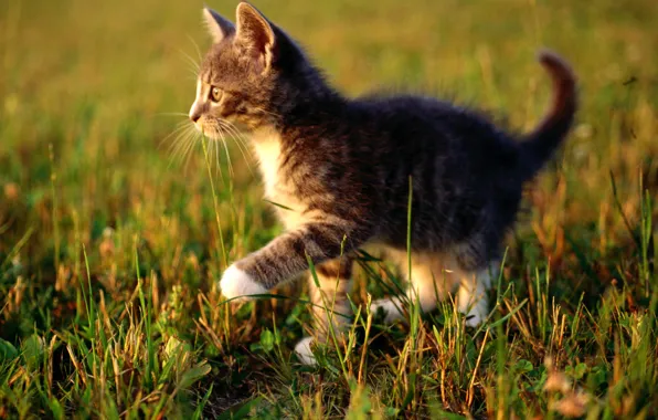Кошка, трава, кот, макро, котенок, cat