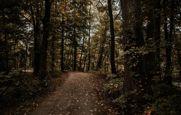 Картинка forest, trees, nature, autumn, path