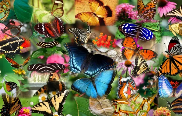 Картинка коллаж, бабочка, насекомое, мотылек