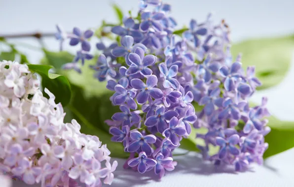 Картинка листья, цветы, весна, цветение, сирень