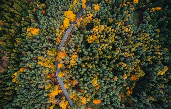 Forest, trees, route, curve