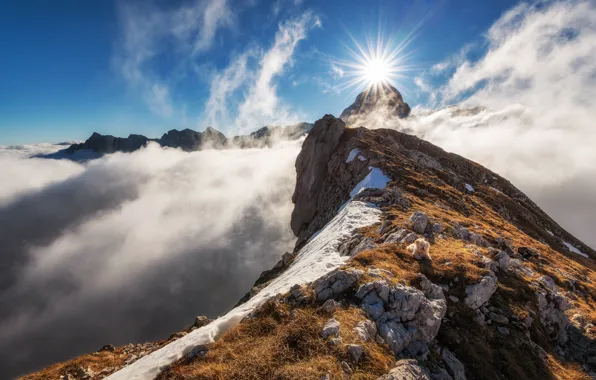 Картинка горы, собака, утро