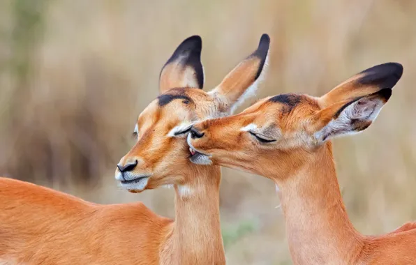 Две, поцелуй, Южная Африка, импала, чернопятая антилопа