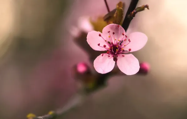 Картинка цветок, макро, вишня, дерево, розовый, растение, ветка, весна
