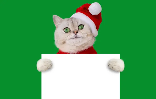 Кошка, белый, кот, взгляд, поза, улыбка, лапки, Рождество