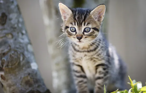 Картинка кошка, взгляд, деревья, малыш, мордочка, котёнок, сидит