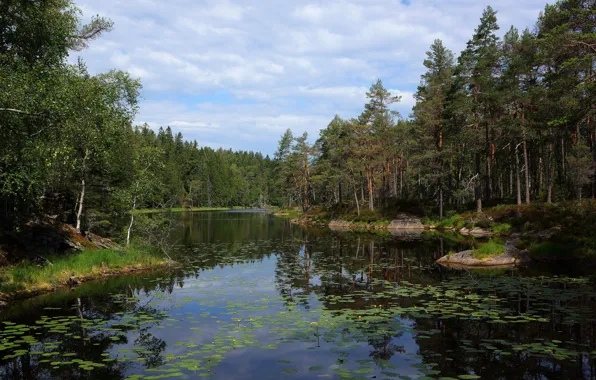 Картинка лес, листья, озеро, пруд, водоем, сосна
