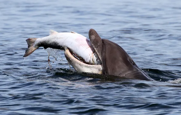 Картинка дельфин, рыба, добыча, лосось, афалина, Moray Firth, залив Мори-Ферт